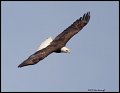 _2SB8522 american bald eagle